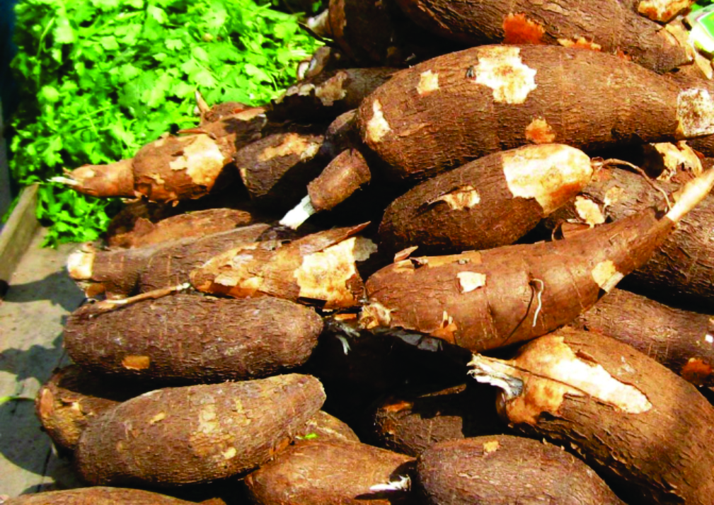 CASSAVA